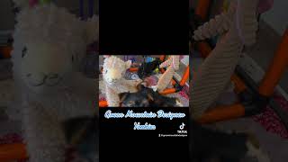 Cute Yorkie Puppy Has Found His Favorite Toy