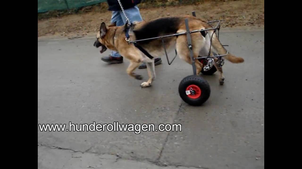 Ein Hunderollstuhl, die Lösung für Ihren Hund