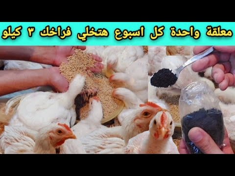هو دا سر زيادة وزن الفراخ زى المزارع ٣ كيلو في شهر وادعيلي ٢١ عمر الفراخ البيضاء