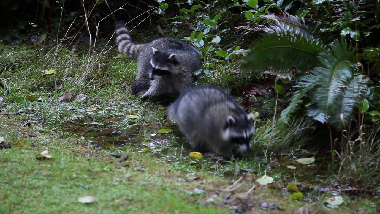 Brother Raccoon in ALASKA(너구리 형제 ) - YouTube