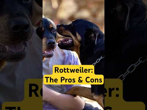 Rottweiler: The Pros & Cons Of Owning One #rottweiler #rottweilers #rottie