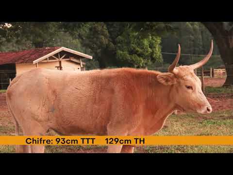 Lote 08 ST BACANA