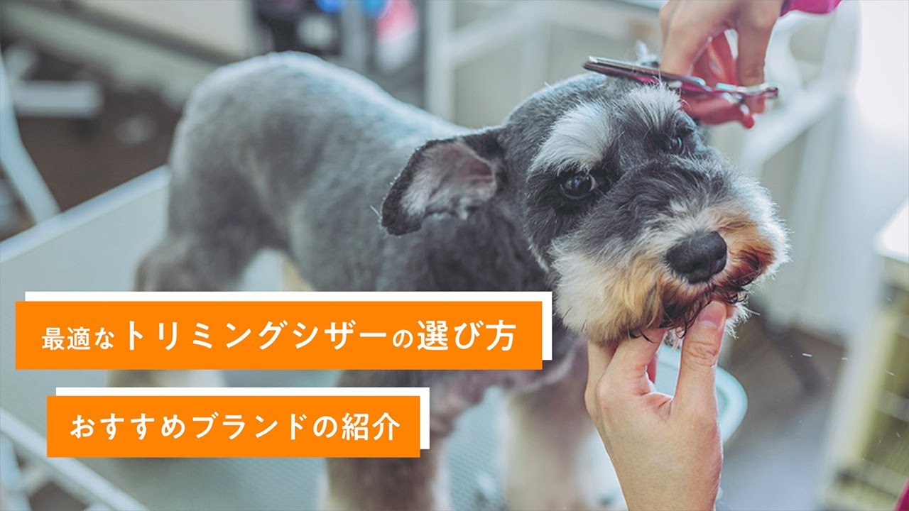 最適なトリミングシザーの選び方、おすすめブランドの紹介 - YouTube