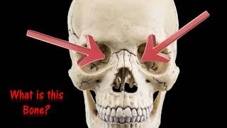 The Skull Anatomy Flash Cards Practical Exam Practice UPDATED with music