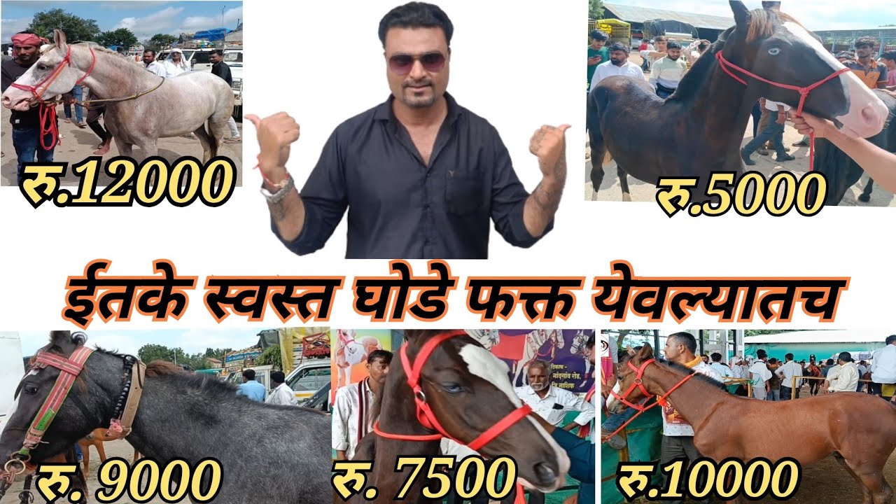 येवला घोडा बाजार दसरा स्पेशल १०१ घोडे.३०/९/२०२५