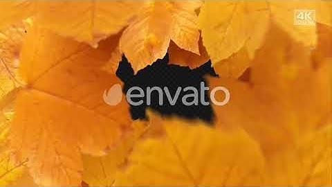 Autumn Leaves Transitions | Motion Graphics - Envato elements