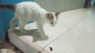 cute cat cat ( kucing kucing yang lucu ) by Vi On 70 views 5 months ago 5 minutes, 1 second