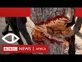 The trees that bleed how rosewood is smuggled from senegal into gambia  bbc africa eye documentary