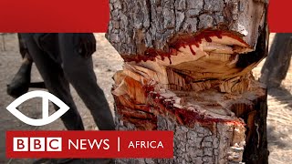 The Trees That Bleed: How rosewood is smuggled from Senegal into Gambia - BBC Africa Eye documentary
