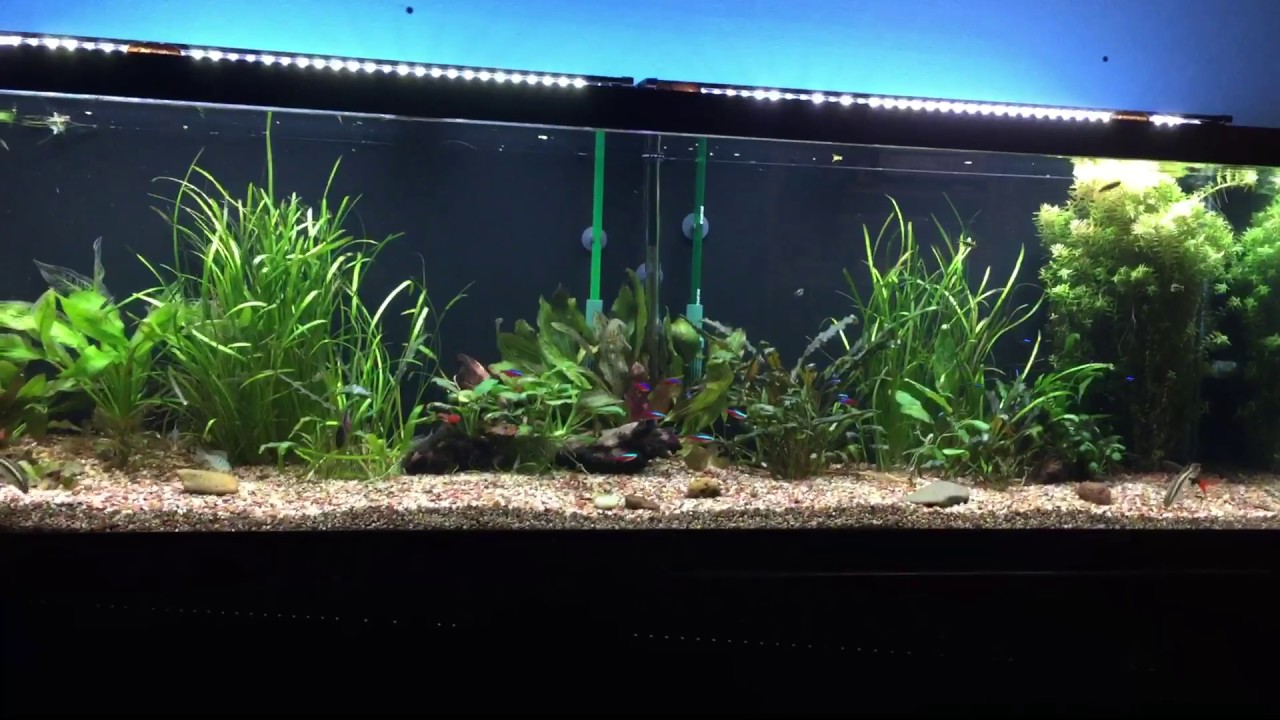125 gallon freshwater setup