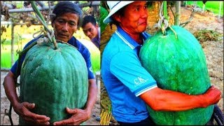 Giải mã bí ẩn ở vùng đất có những trái bí lớn nhanh và to hơn người