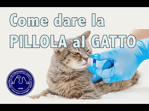 Video: Come Dare Le Vitamine Al Tuo Gatto?
