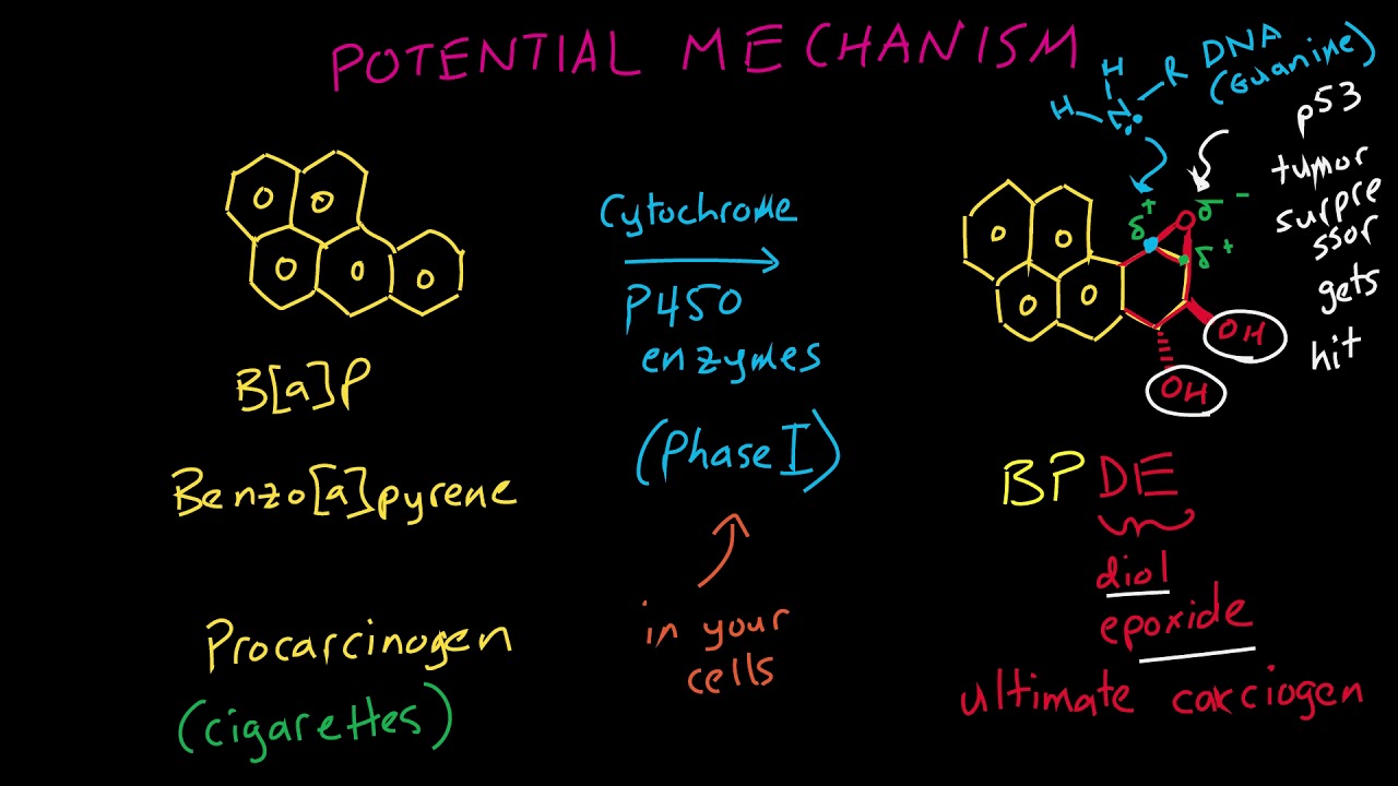 Why Are Broccoli And Kale Good For You?