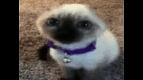 Avg l4d2 hackers in 2024