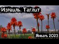 Израиль | Таглит