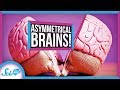 Understanding Brain Lateralization