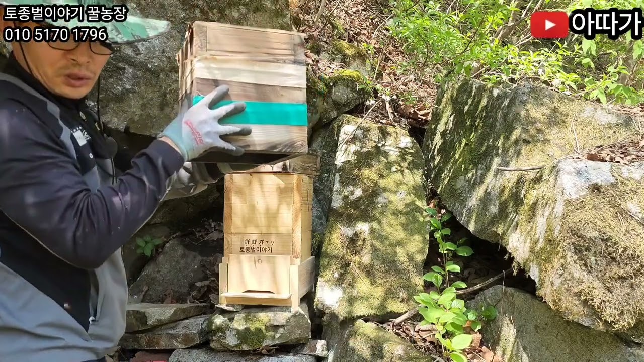 토종벌 초보님들 주목! 산벌 낮에 옴기는 신박한 방법! 필수영상! 낮에 토종벌 옴기기! #토종벌 #bee #설통 #분봉