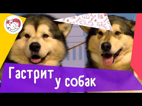 5 популярных вопросов о гастрите у собак