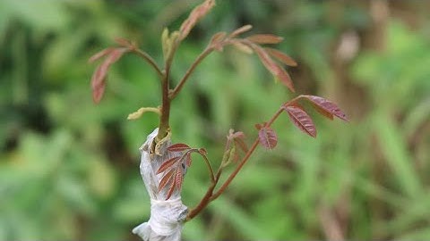 2 Cách Ghép Cây Đơn Giản, Không Cần Mua Giống,Thành Công 100%.NGƯỜI ƯƠM MẦM