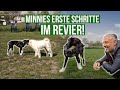 Das AUFEINANDERTREFFEN mit den anderen Hunden... ❤️ Minnie kommt im Revier an! #Tierschutz