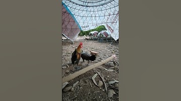 mã lại mái chuối🐓#thứcgàrừng86 #gàrừngrặc #gàrừngtaitrắng