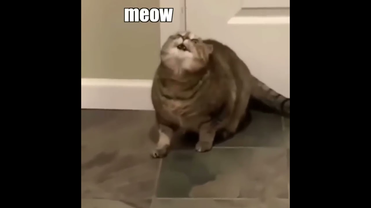 When The Catnip Hits Pt 2