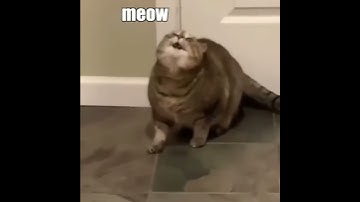 Thumbnail of When the catnip hits pt. 2