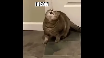 When The Catnip Hits Pt 2 