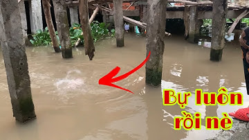 Câu Cá Mè Vinh Mùa Nước Nổi Dính Con Cá Bự Và Cái Kết Cay Luôn | Fishing Miền Tây