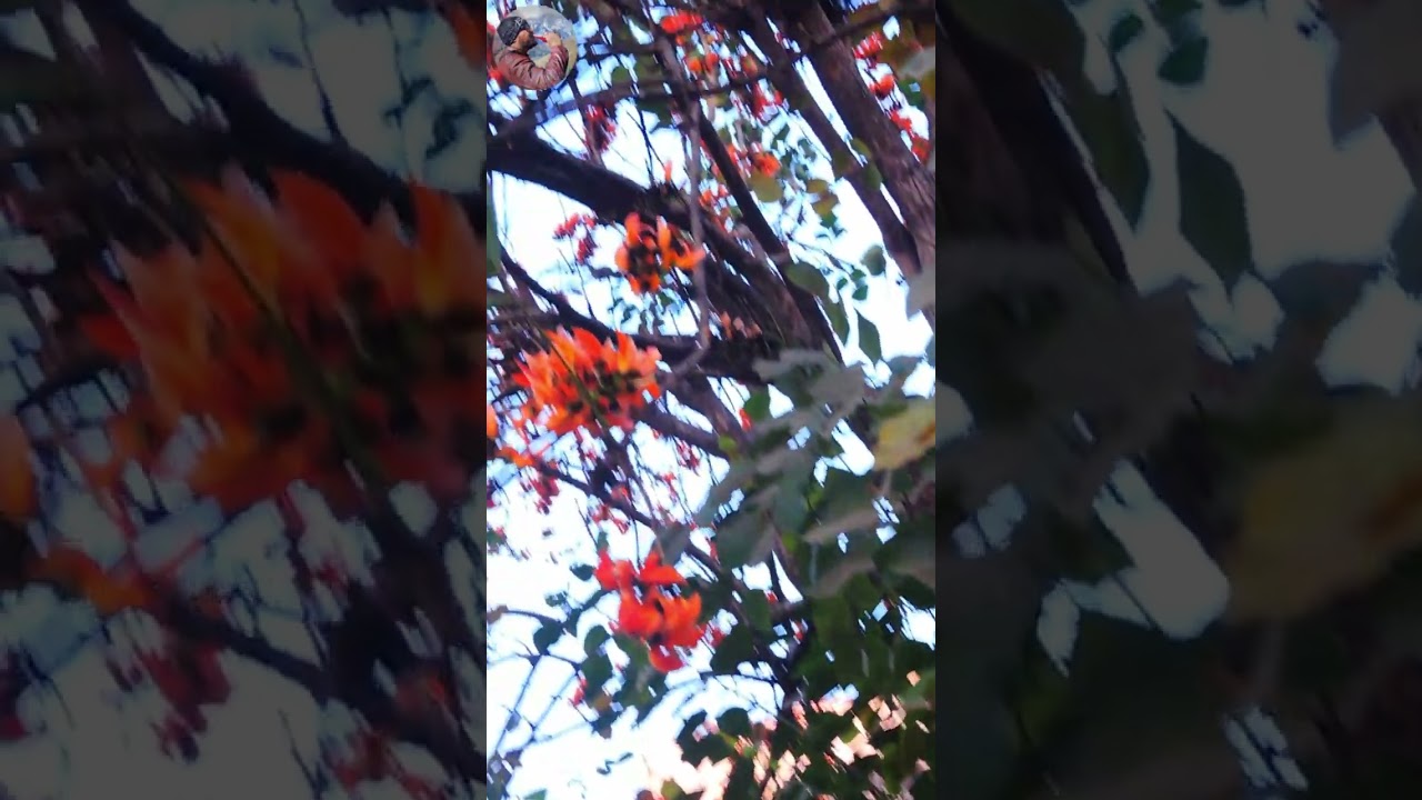 Such a beautiful tree of Butea Flowers💕🌷🌹