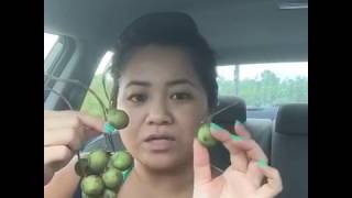 Puerto Rico:  Eating Quenepas (aka, Spanish Limes in English)