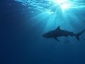 Shark Conservation and Economic Impact