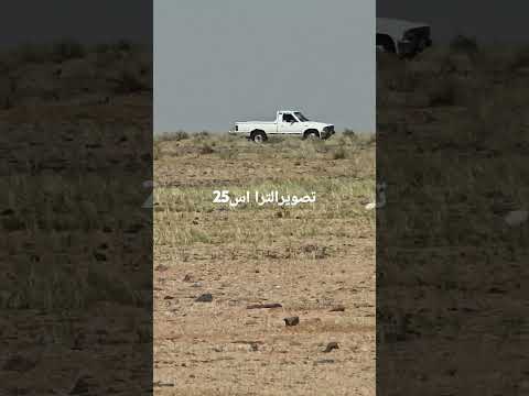 ددسن 84 زوم التراء اس 25