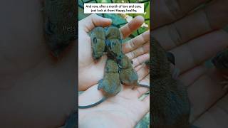 From Abandoned To Amazing Adventure: A Journey Of Baby Mice 🐀🐭🐁