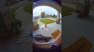 This House Cat Stood Between a Baby and a Crocodile #ringdoorbell #ringcam #scary #cctv #creepy