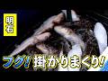 人気の美味しいターゲット ショウサイフグを釣りましょう!(四季の釣り/2026年2月6日放送)
