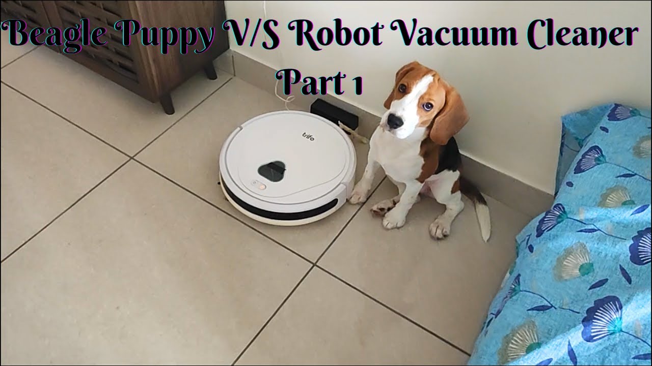 Beagle Puppy is playing with Robot Vacuum Cleaner Part 1 Beagle Puppy Playing Video puppy 