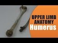 Upper limb - Humerus Bone