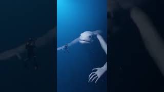 CICAK LAUT😱//phobia//monster laut