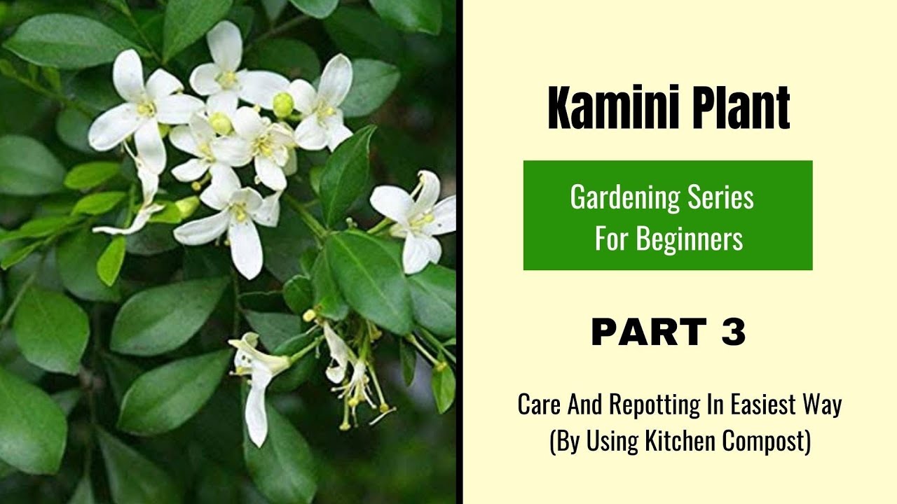 How To Repot A Kamini Or Orange Jasmine Plant With Kitchen Compost