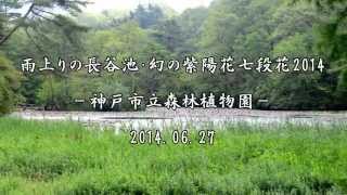 幻の紫陽花「七段花」・山紫陽花　2014 06 29