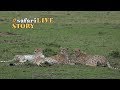 Malaika, the Cheetah, and Her Two Sons