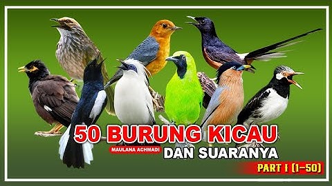 50 JENIS BURUNG YANG POPULER DI INDONESIA, BESERTA SUARANYA PART 1