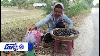 Mùa trâm Bảy Núi: Món quà của thiên nhiên | VTC