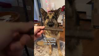 Strange Dog Behaviors Explained  #germanshepherd