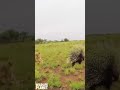 Porcupine Vs Lion 🦁 #shorts #animals #trending #wildlife #porcupine #lion