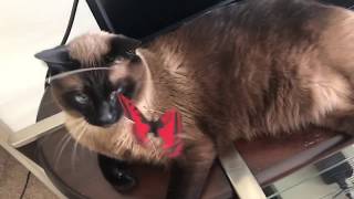 ЭТО НЕ НАШ СОСЕД ? ^..^= СИАМСКИЕ КОШКИ ЭТО НЕ НАШ СОСЕД ? ^..^= СИАМСКИЕ КОШКИ