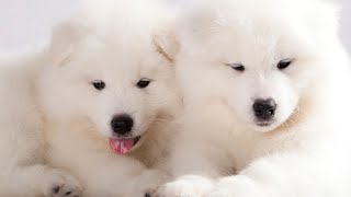 How to Groom a Samoyed Dog: A Step-by-Step Guide by Samoyed USA 252 views 1 month ago 3 minutes, 11 seconds