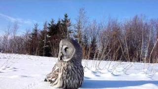 Great  Grey Owl (Strix nebulosa) flies towards the camera and eats a mouse