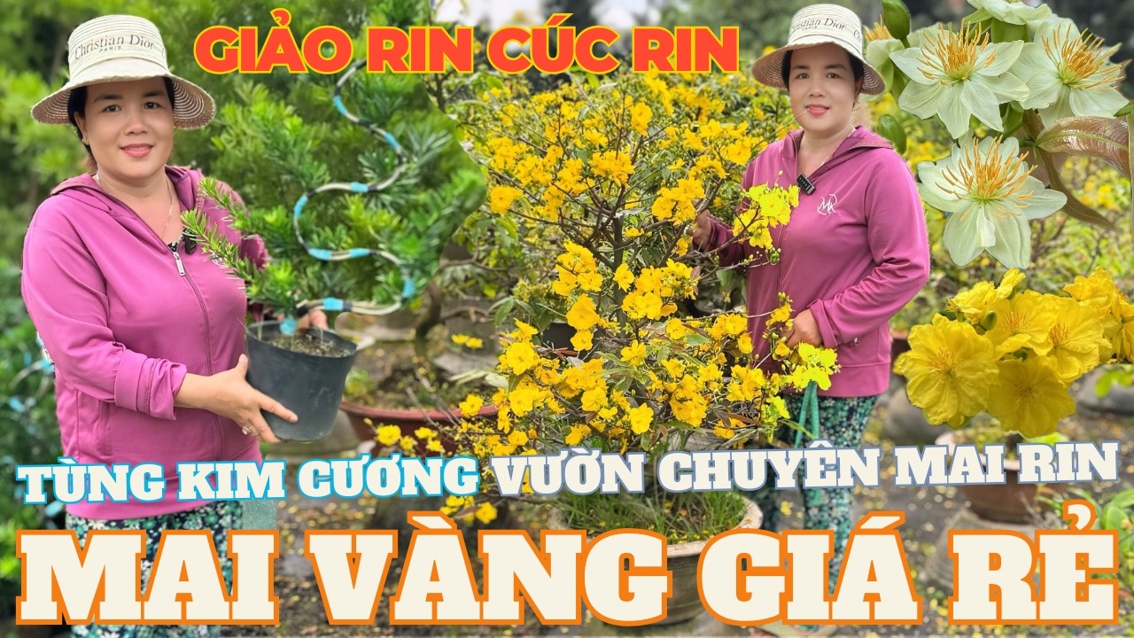 26-02 CHỊ PHƯƠNG Giao Lưu Mai Vàng Giá Rẻ, Siêu Bông Bình Lợi, Siêu Bông Sài Gòn... • THÀNH TRỌNG LÊ